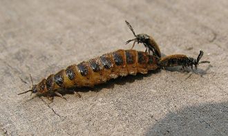 Two male Drilus flavescens with female